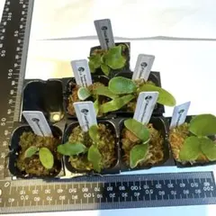 2026年最新】ビカクシダ 胞子 セットの人気アイテム - メルカリ