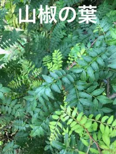 Item thumbnail for item d80b3482-8c61-40db-a65a-594c630c9eb3