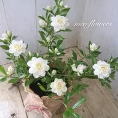 八重咲き♡姫クチナシ♡クチナシ♡のサムネイル