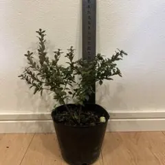 HIROMI様 リクエスト 4点 まとめ商品