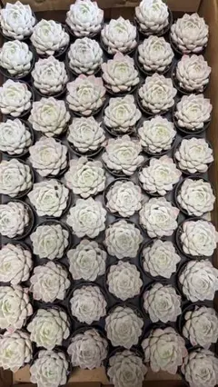 と*ん様 ヒューミリス 1581×54苗 土鉢付き 多肉植物 エケベリア 韓国苗