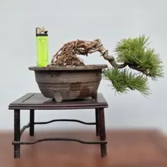 2025年最新】四国赤石五葉松の人気アイテム - メルカリ