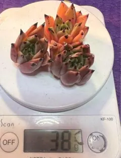 こぉ買専様 リクエスト 2点 まとめ商品