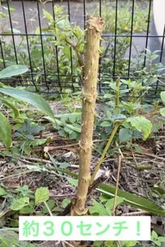 信州産　タラの芽苗木 信州産 タラの芽苗木 信州産 タラの芽苗木 信州産 タラの芽苗木