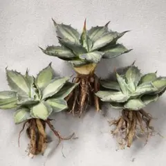 2026年最新】アガベ パリー ホーチエンシスの人気アイテム - メルカリ