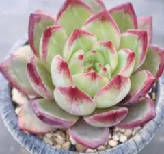 2026年最新】コロラータの人気アイテム - メルカリ