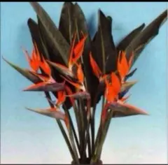 とても珍しいストレリチア　レジナ5粒と2種類のおまけ付き