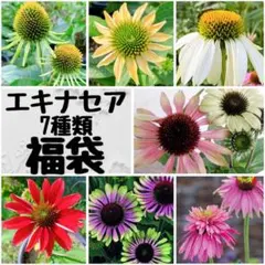 2026年最新】播種 セットの人気アイテム - メルカリ