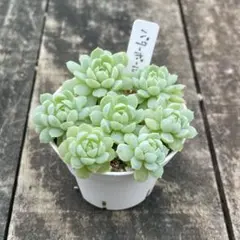 2025年最新】グロブローサ×ブルーミニマの人気アイテム - メルカリ