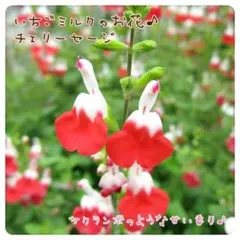 【育て方簡単♪】いちごミルク❤のお花♪チェリーセージ挿し木 お試し版10本＋α