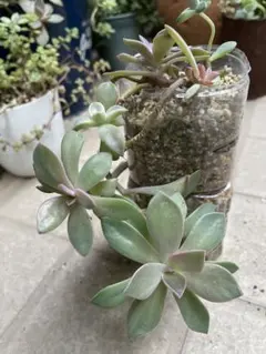 2025年最新】多肉 オパリナの人気アイテム - メルカリ