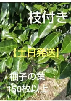 2026年最新】柚子の葉の人気アイテム - メルカリ