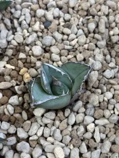 アガベ　チタノタ　オテロイ