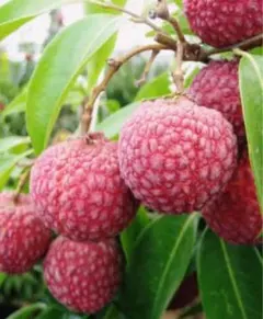 ★Yu♡Berry★様専用