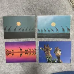 いろんなキリン　ポストカードセット７枚