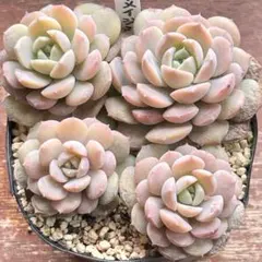 2026年最新】アメイジンググレイス 多肉の人気アイテム - メルカリ