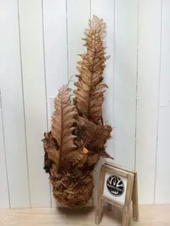 2025年最新】ドリナリア リギデュラの人気アイテム - メルカリ