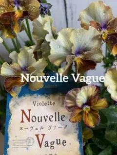 m*e様 Nouvelle Vague ヌーヴェルヴァーグ 3苗セット　no4のサムネイル