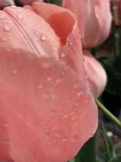 ＊専用ページ＊