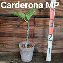 Carderona MP いちじく幼苗のサムネイル