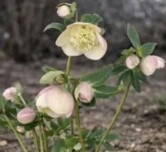 ナムナム様専用