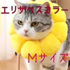 Item thumbnail for item 8438ea6d-e7e4-4234-91c9-5fbf7066edfe