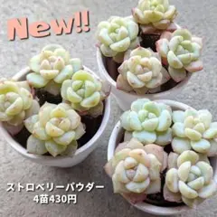 ラブラド様 リクエスト 4点 まとめ商品