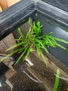 2025年最新】ミクロソリウム サラワクの人気アイテム - メルカリ