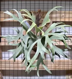 月光爪哇　oc pup コモレビプランツ ⊿ #月光爪哇_comolebi @comolebi_plants.official #ビカクシダ