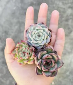 まえちゃん　韓国苗セット 2026年最新】韓国苗の人気アイテム - メルカリ