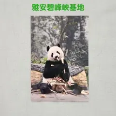 「シャンシャン8歳誕生日記念」切手冊 クリアポストカード付　中国切手　パンダ 商品 – シャンシャンの家