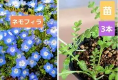 azuresky様 リクエスト 3点 まとめ商品