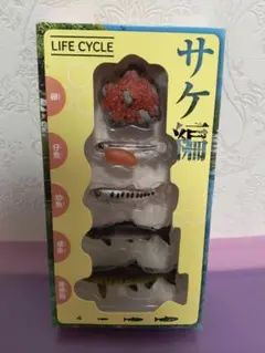 LIFE CYCLE ライフサイクル　サケ編