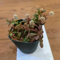 多肉植物 紅稚児抜き苗 - メルカリ