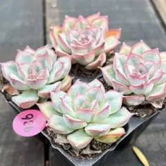 NEW❗️662多肉植物 エケベリア ドリームローズ 抜き苗 4苗セット