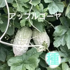 まだまだ稀少‼️アップルゴーヤ　種 まだまだ稀少‼️アップルゴーヤ 種 約10粒 - メルカリ