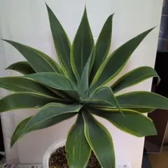アガベ アテナータ、黄色斑入り。観葉植物。送料無料で発送致します。のサムネイル
