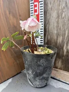 2026年最新】ピンクニゲル ダブルの人気アイテム - メルカリ