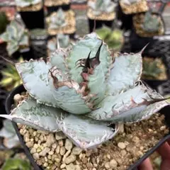 2025年最新】ライオンズメーンの人気アイテム - メルカリ