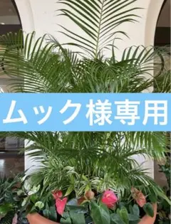 ムック様 リクエスト 3点 まとめ商品