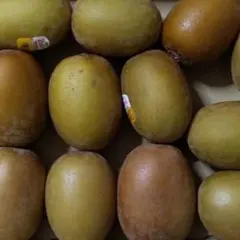 果物　キウイフルーツ　キウイ