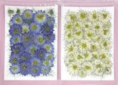 押し花素材　ニゲラ　ブルー&ホワイト　セット　No.708
