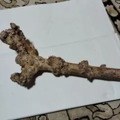 Item thumbnail for item 7f5cde06-e20c-4246-94d1-94d89bd42164