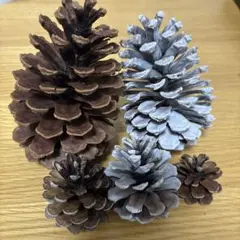 素材No.A111 季節　秋　冬　大きな大きな松ぼっくり　中小　5点セット