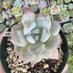 多肉植物抜き苗♡エオリアンベル♡のサムネイル