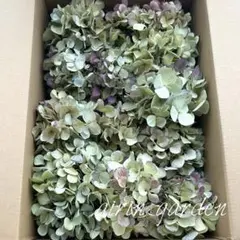 2025年最新】秋色紫陽花の人気アイテム - メルカリ