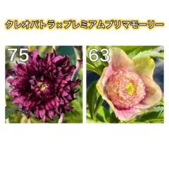 2026年最新】プリマベーラ クリスマスローズの人気アイテム - メルカリ