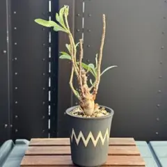 2025年最新】オトンナ レトロフラクタの人気アイテム - メルカリ