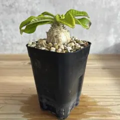 パキポディウムウィンゾリー③ パキポディウム ウィンゾリー ③ | Pachytycedium