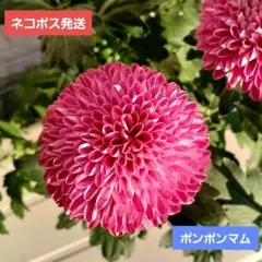 A 紫ポンポン 菊 根付き苗 メルカリ便発送‼️のサムネイル